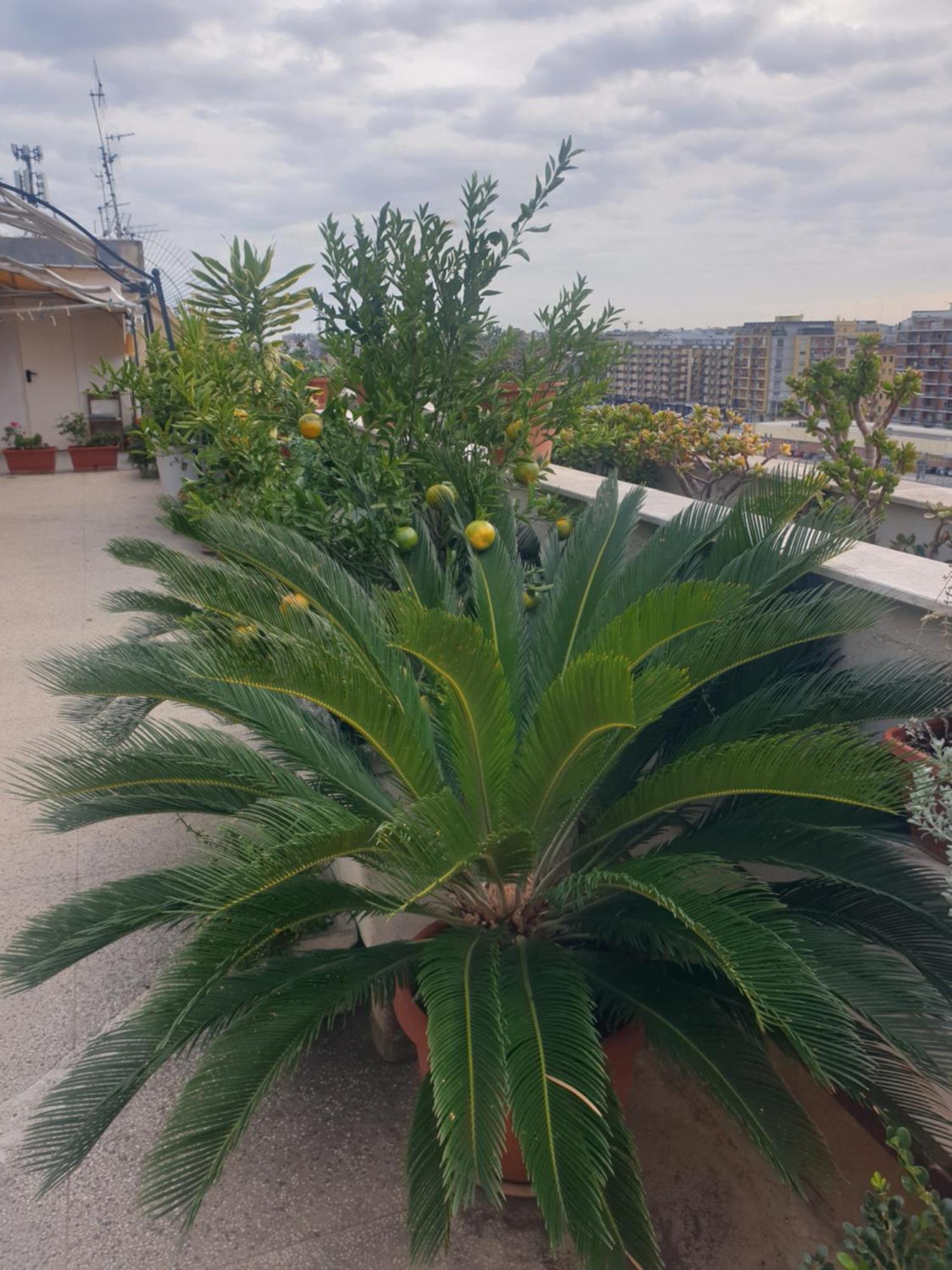 B&B Ganaj La Terrazza Di Ganaj Bari Eksteriør bilde