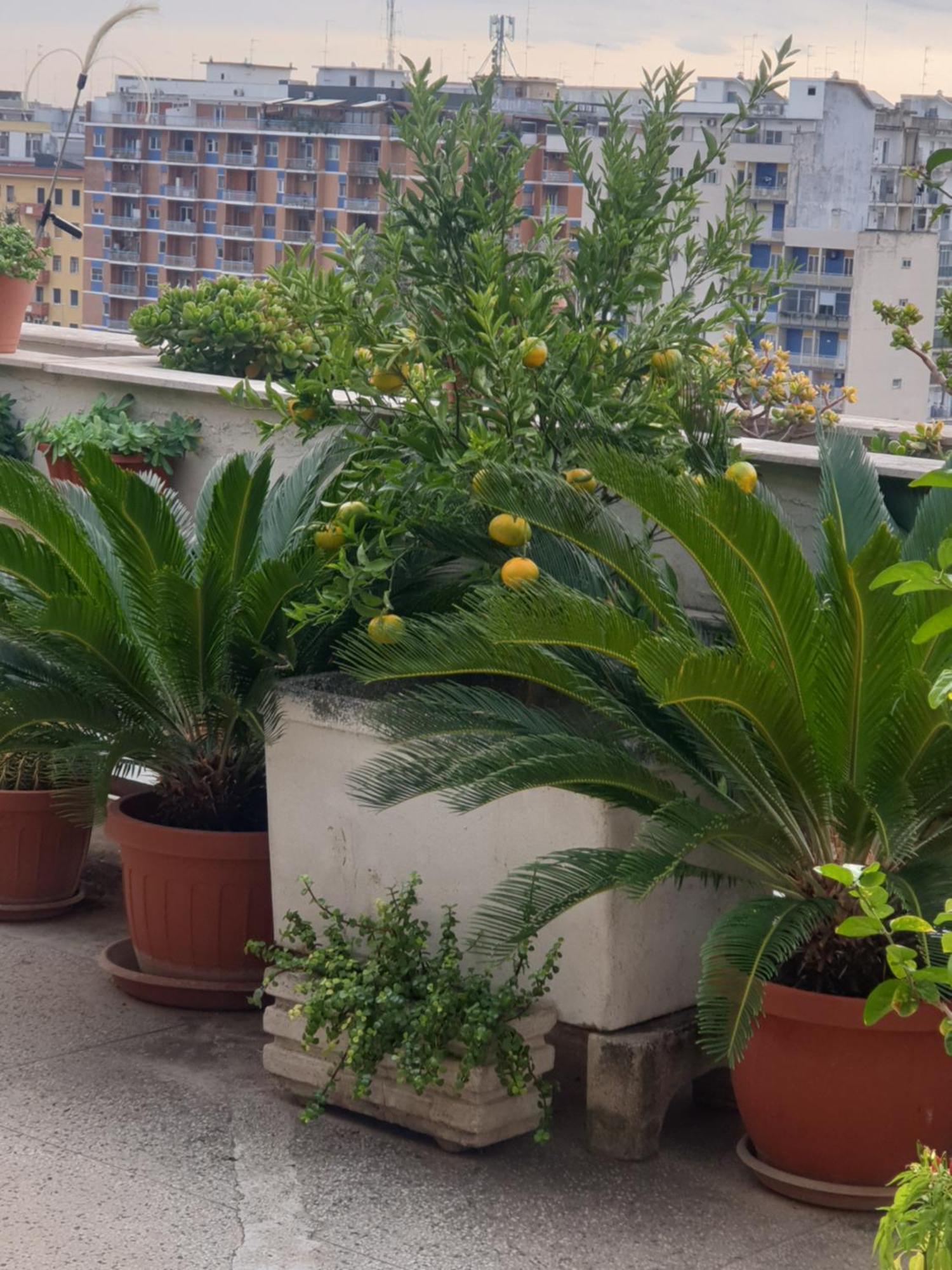 B&B Ganaj La Terrazza Di Ganaj Bari Eksteriør bilde